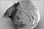 immagina microscopica microcapsula